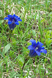 Blauer Enzian am Wegesrand (Foto: Marikka-Laila Maisel)